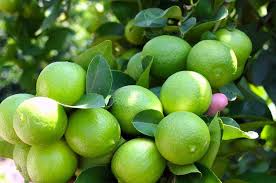 Limón